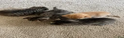 Mixed Breed cats for sale: 4 adorable kittens for sale £250 3 tabby, 1 ginger - Advert 12