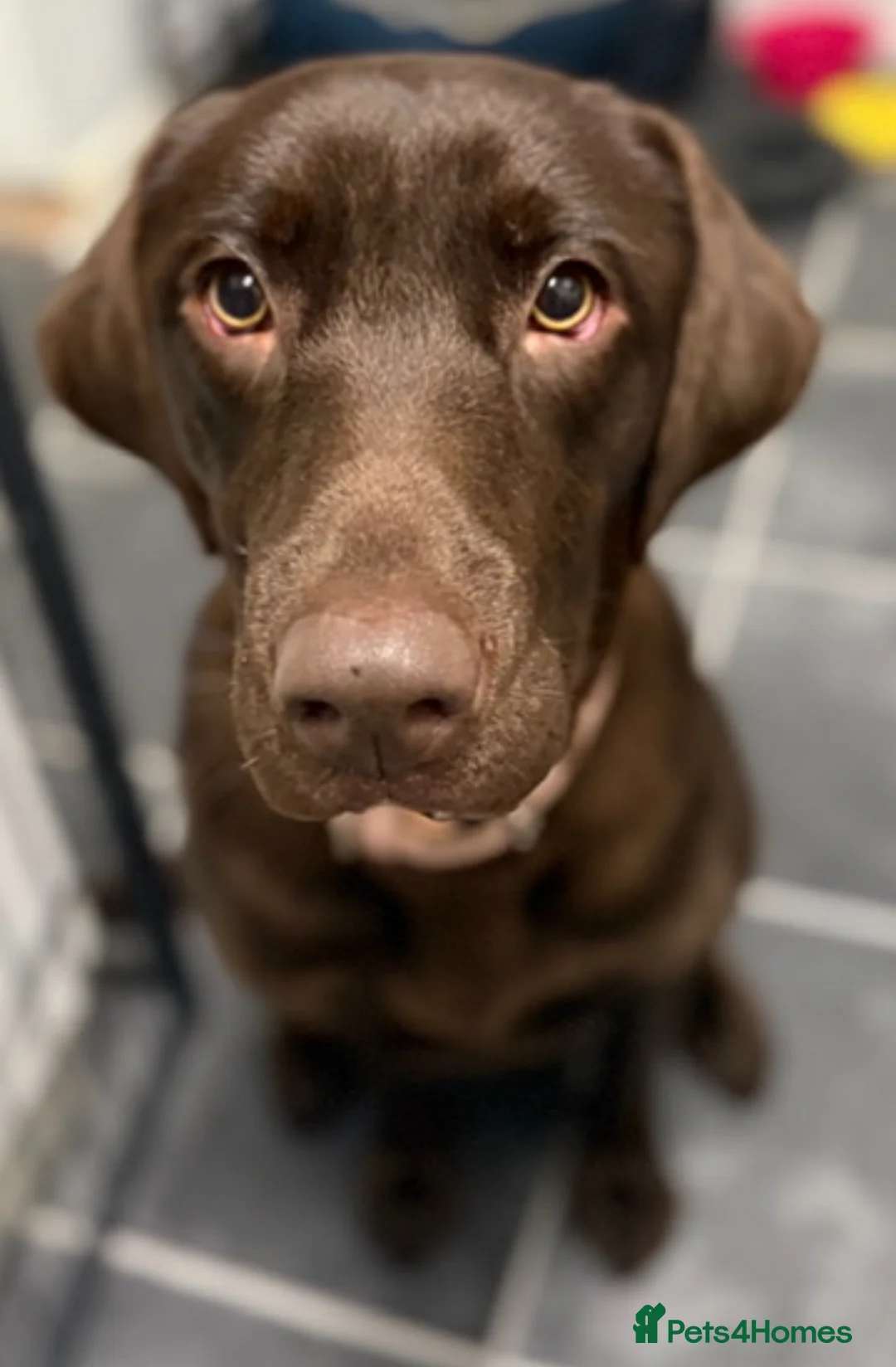 Labrador Retriever dogs for sale: Beautiful chocolate Labrador  - Advert 1