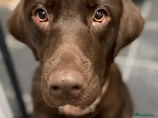 Labrador Retriever dogs Beautiful chocolate Labrador - Advert 2