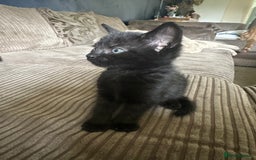 Mixed Breed cats for sale: 3 beautiful playful kittens  - Image 22