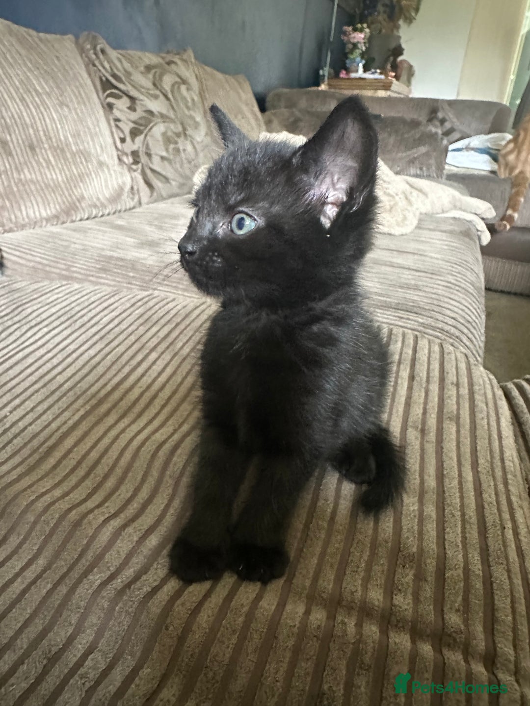 Mixed Breed cats for sale: 3 beautiful playful kittens  - Image 22
