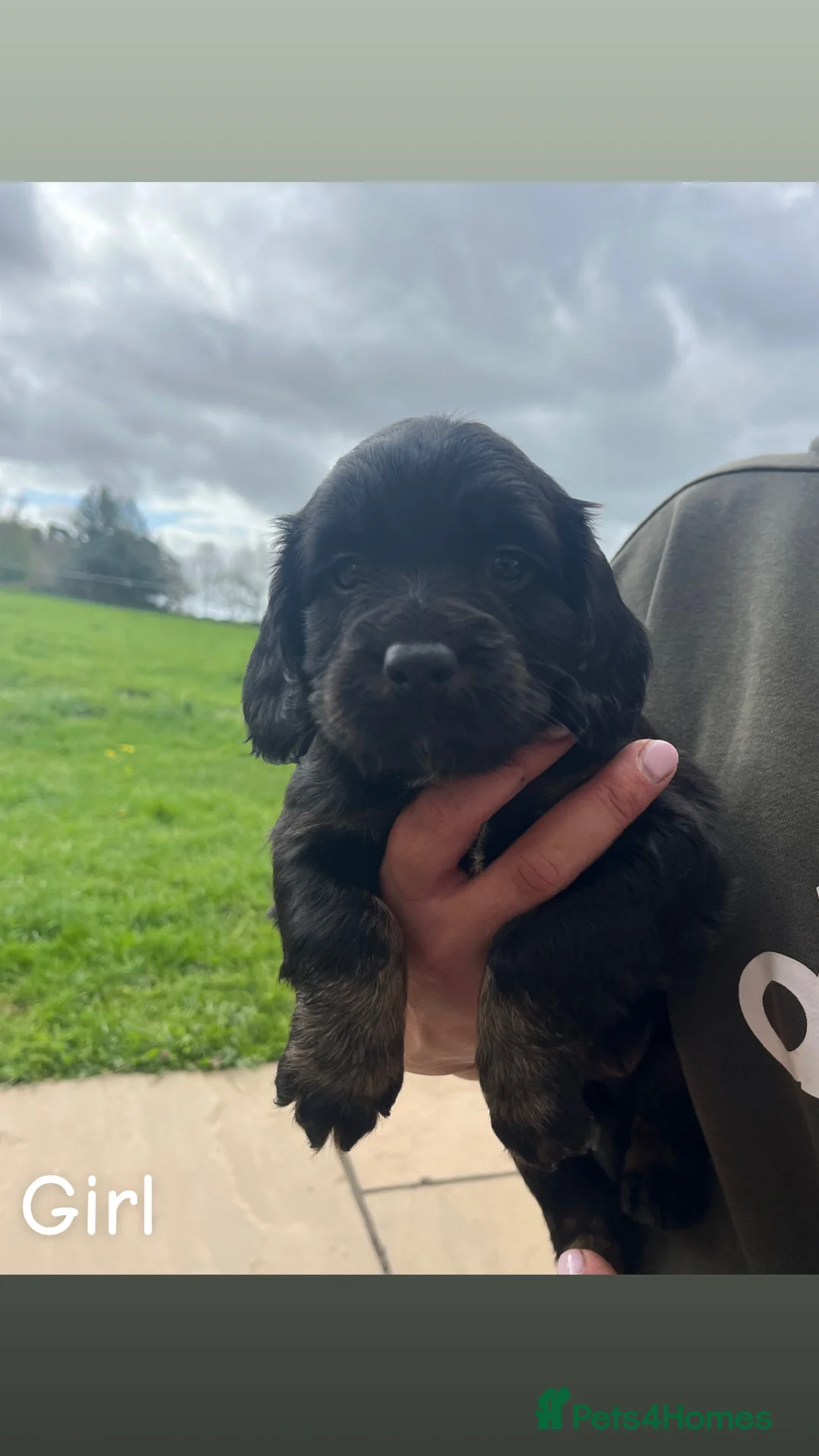 Cocker Spaniel dogs for sale: Beautiful Working Cocker Spaniel Puppies - Advert 2