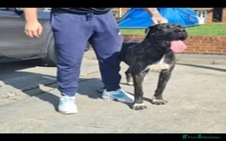 Presa Canario dogs for sale: Presa free to good home  - Image 1