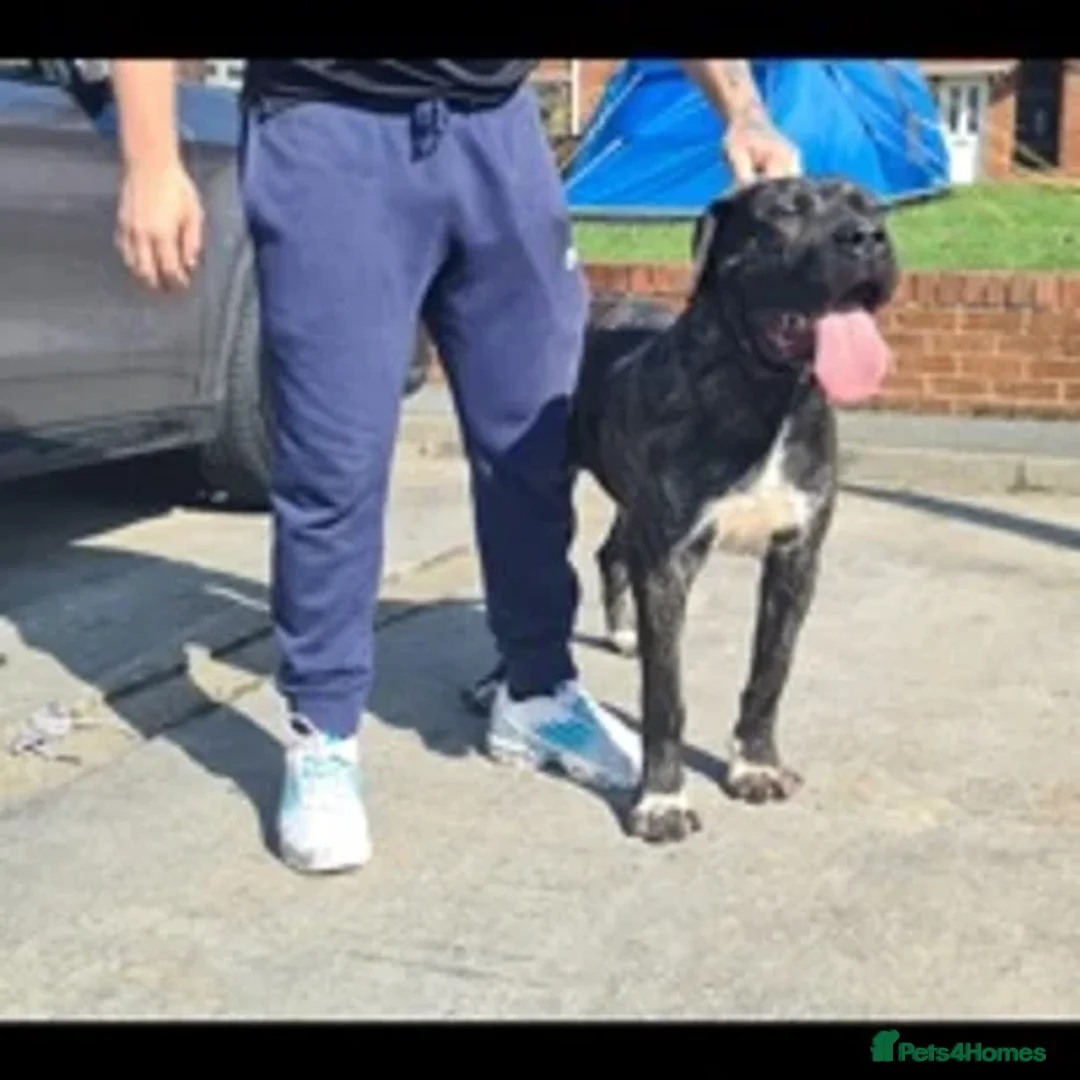 Presa Canario dogs for sale: Presa free to good home  - Image 1