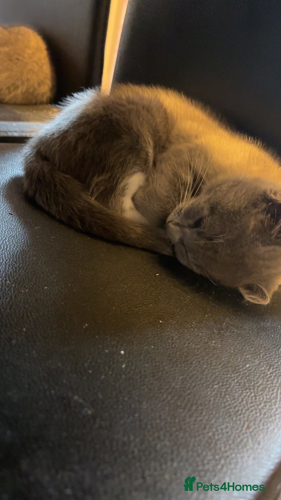 British Shorthair cats for sale: British short hair kittens - Image 1