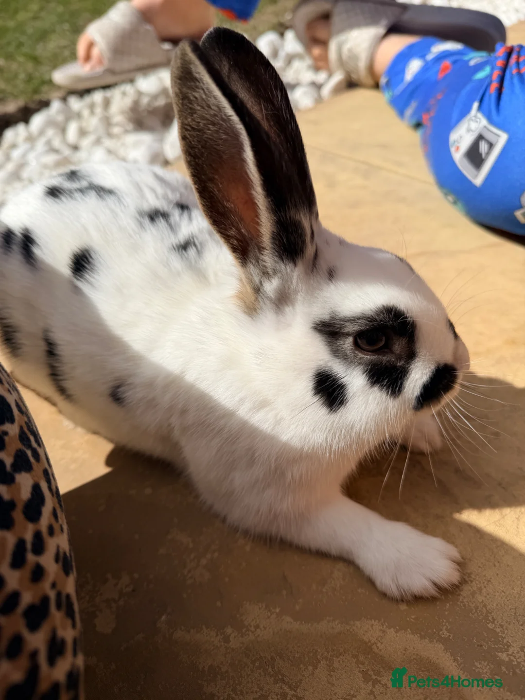 Mixed Breed rabbits for sale: Bunnies for good home  in Newark - Advert 11