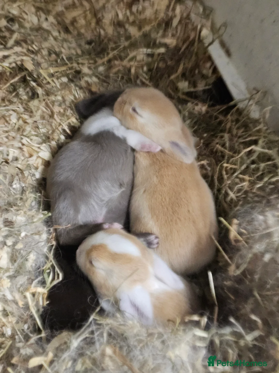 Mixed Breed rabbits for sale: 3 baby bunnies ready for their forever home - Advert 3