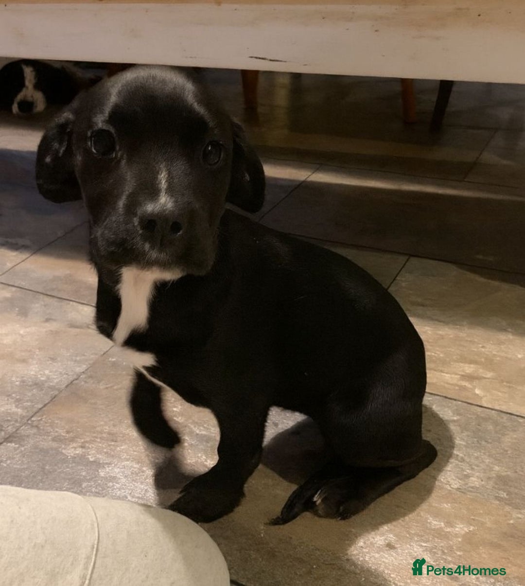 Mixed Breed dogs for sale:  Bully X Cocker Spaniel puppies - girls  - Advert 5