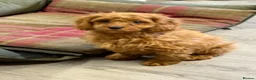 Cavapoo dogs for sale: Deep fox red cavapoos reared with passion and lovr - Advert 3