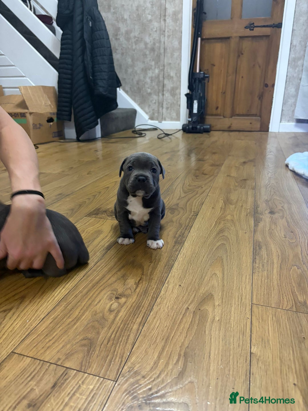 Staffordshire Bull Terrier dogs for sale: Blue Staffordshire bull Terrier pups  - Advert 10