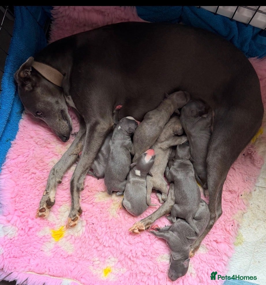 Whippet dogs Beautiful KC registered whippets  - Advert 1