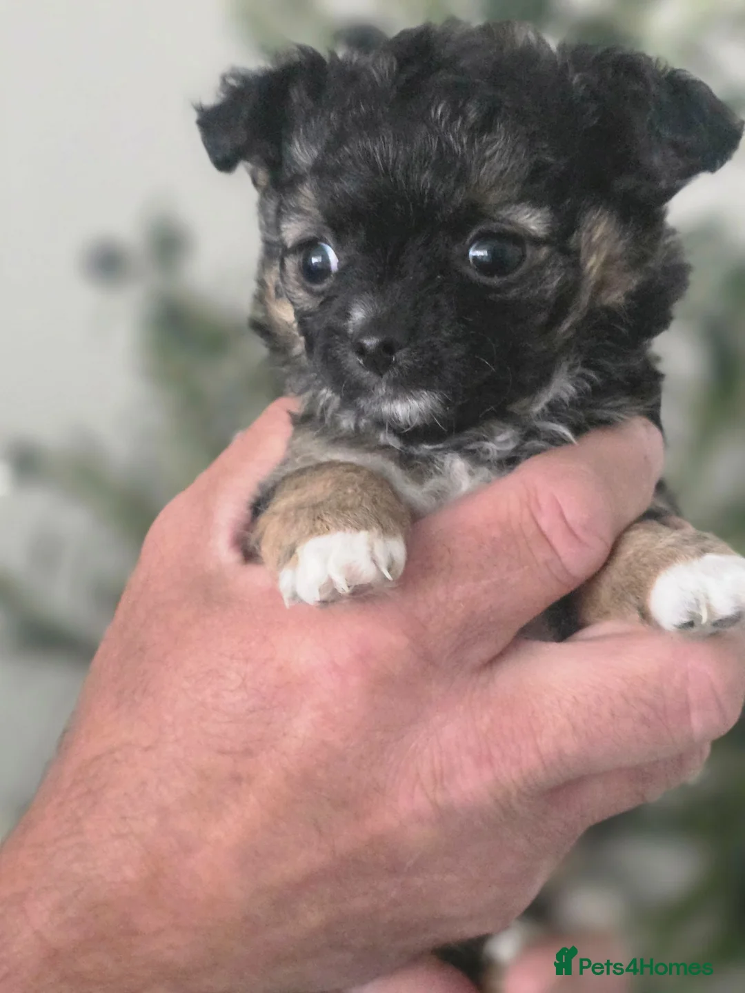 Chihuahua dogs for sale: Chihuaha puppies - Advert 2