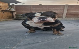 Olde English Bulldogge dogs for stud: Olde English Bulldogge (Black, white and brindle) - Image 1