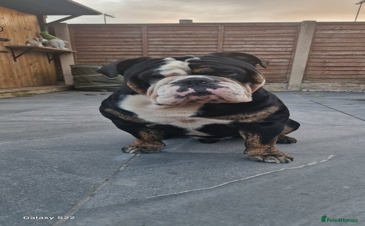 Olde English Bulldogge dogs - Advert 14