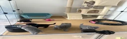 British Shorthair cats for sale: British shorthair kittens 🩷💙 - Advert 26