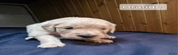Golden Retriever dogs for sale: Stunning KC Golden Retriever Pups - Advert 4
