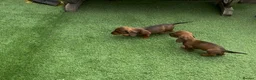 Miniature Dachshund dogs for sale: Miniature Daschund  - Advert 2