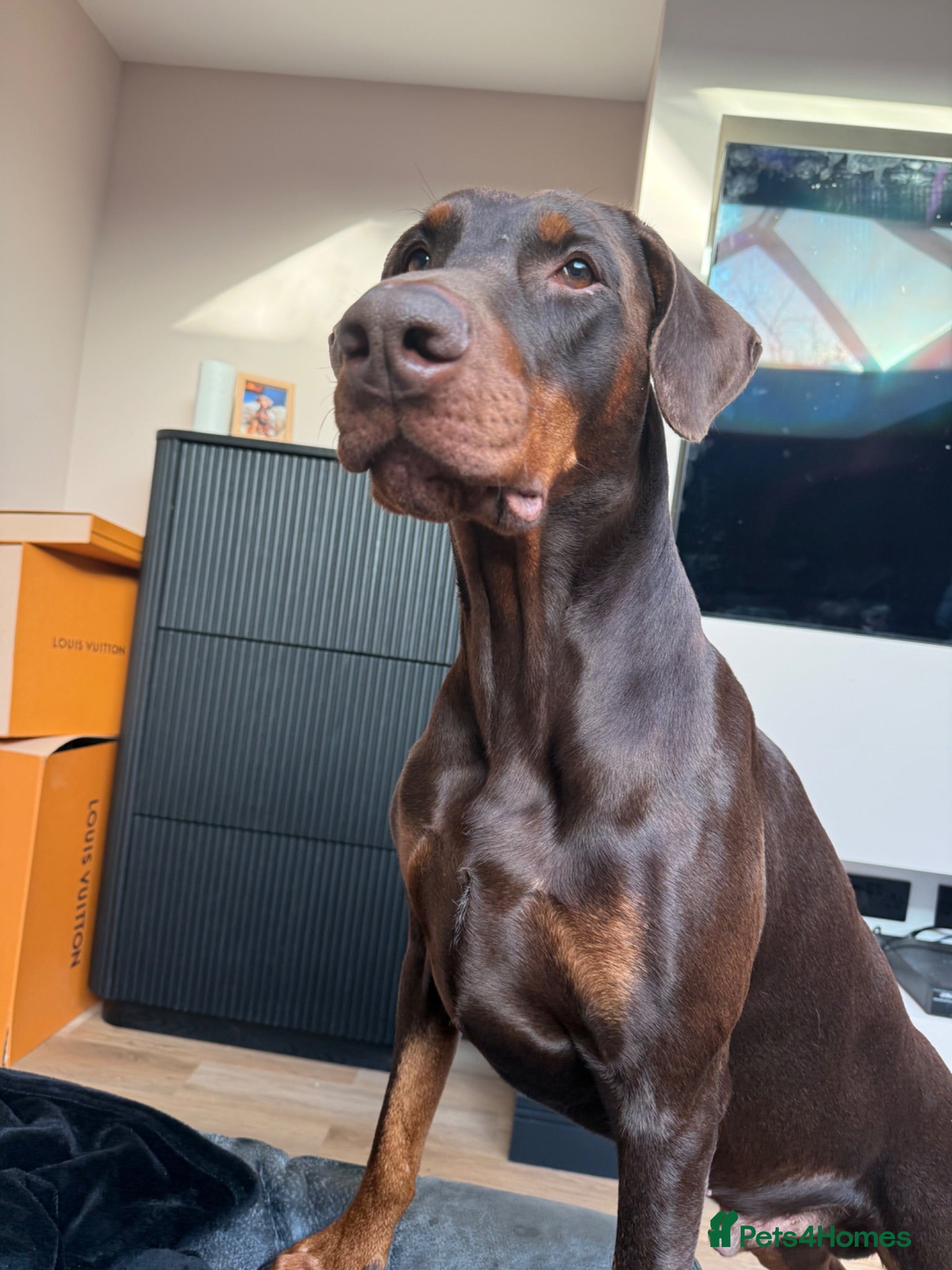 Dobermann dogs Champion bloodline Doberman for stud  - Advert 2