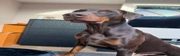 Dobermann dogs for stud: Champion bloodline Doberman for stud  - Advert 4