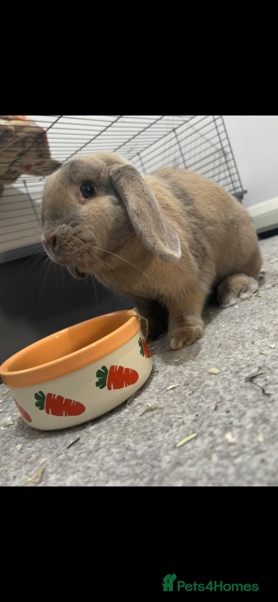 French Lop rabbits 6 year old rabbit  - Advert 3
