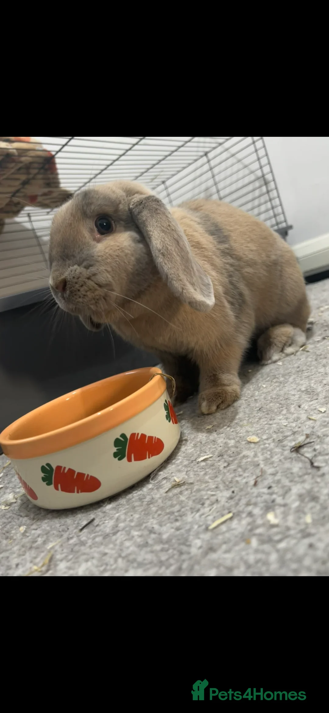 French Lop rabbits for sale: 6 year old rabbit  in Milford Haven - Advert 1