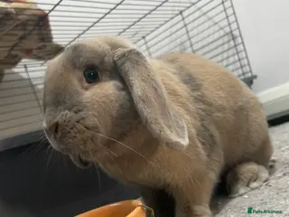 French Lop rabbits 6 year old rabbit - Advert 3