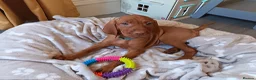 Hungarian Vizsla dogs for sale: * 1 Beautiful Girl Ready For Her New Home * * - Advert 18