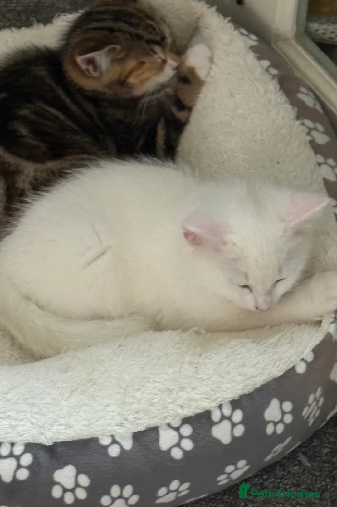 Turkish Van cats for sale: Beautiful Turkish van kittens - Advert 2