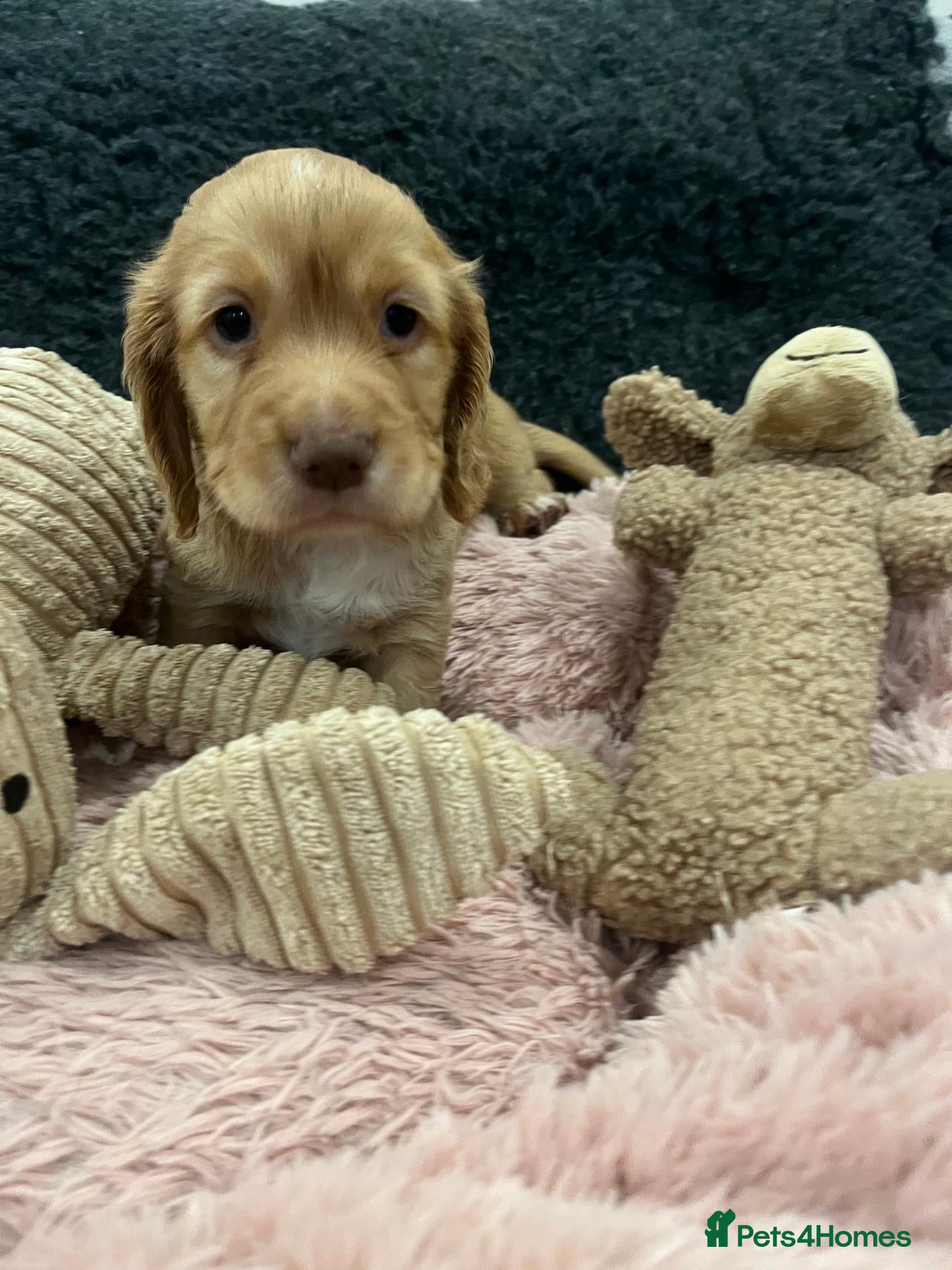 Cocker Spaniel dogs Beautiful KC working cocker spaniel puppies - Advert 1