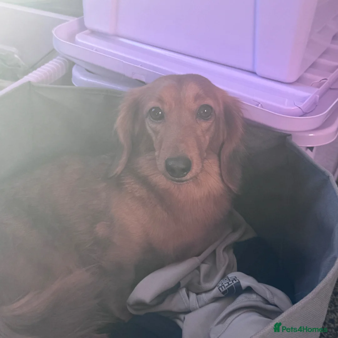 Dachshund dogs for sale: Long haired dachshund  in Blackburn - Advert 4