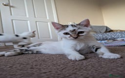 Domestic Shorthair cats for adoption: Bonded sibling pair of kittens to rehome together - Image 2