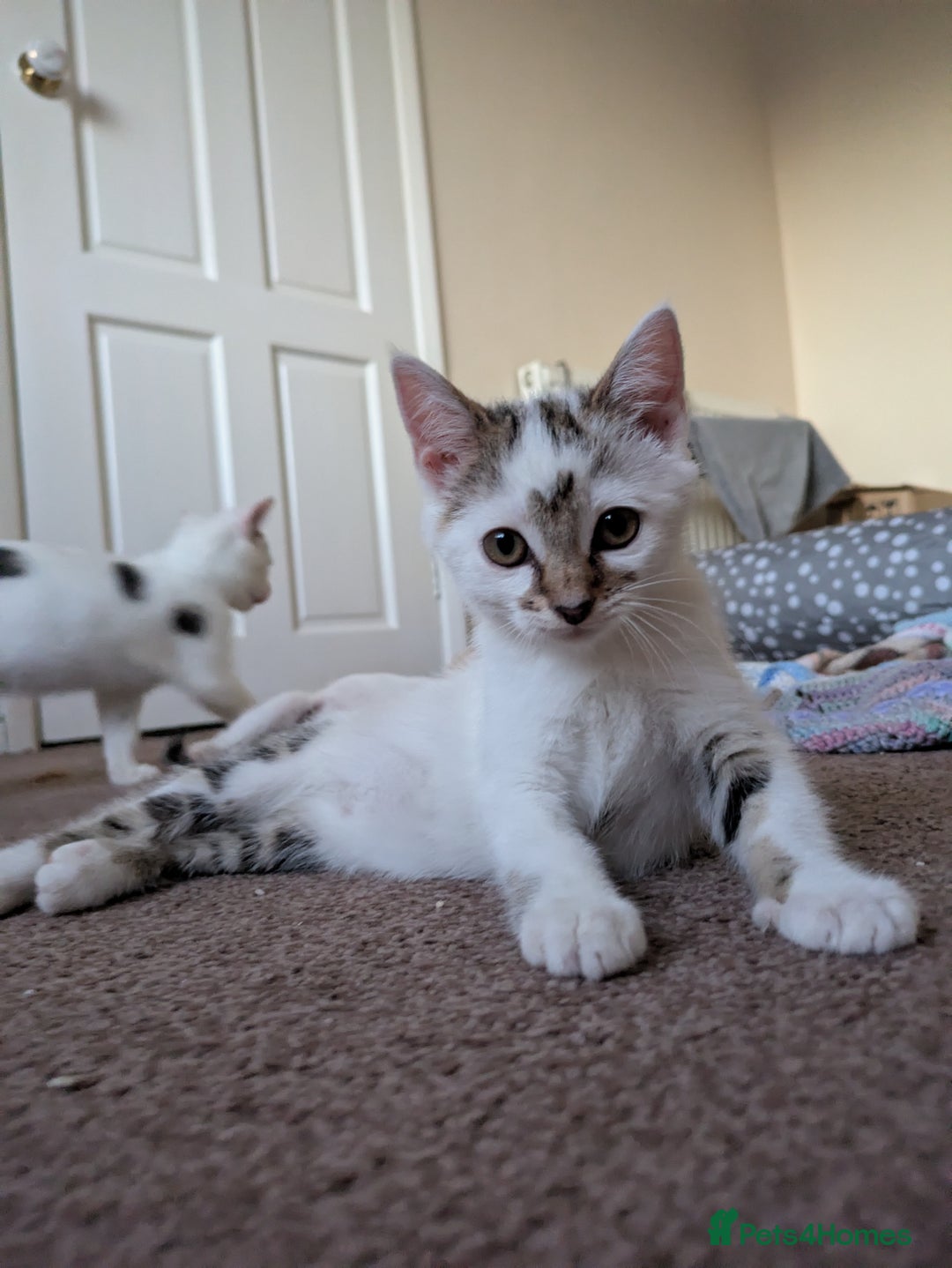 Domestic Shorthair cats for adoption: Bonded sibling pair of kittens to rehome together - Image 2
