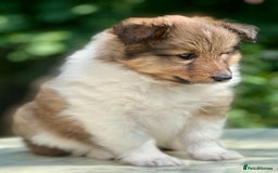 Shetland Sheepdog dogs for sale: Shetland Sheepdog/Sheltie puppy - Image 16