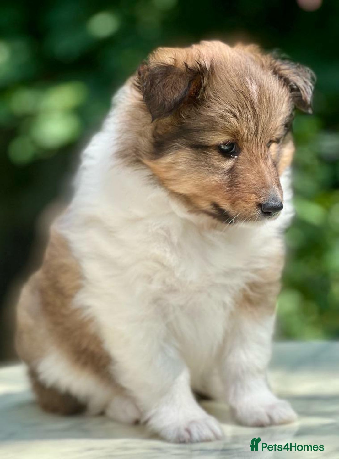 Shetland Sheepdog dogs for sale: Shetland Sheepdog/Sheltie puppy - Image 16