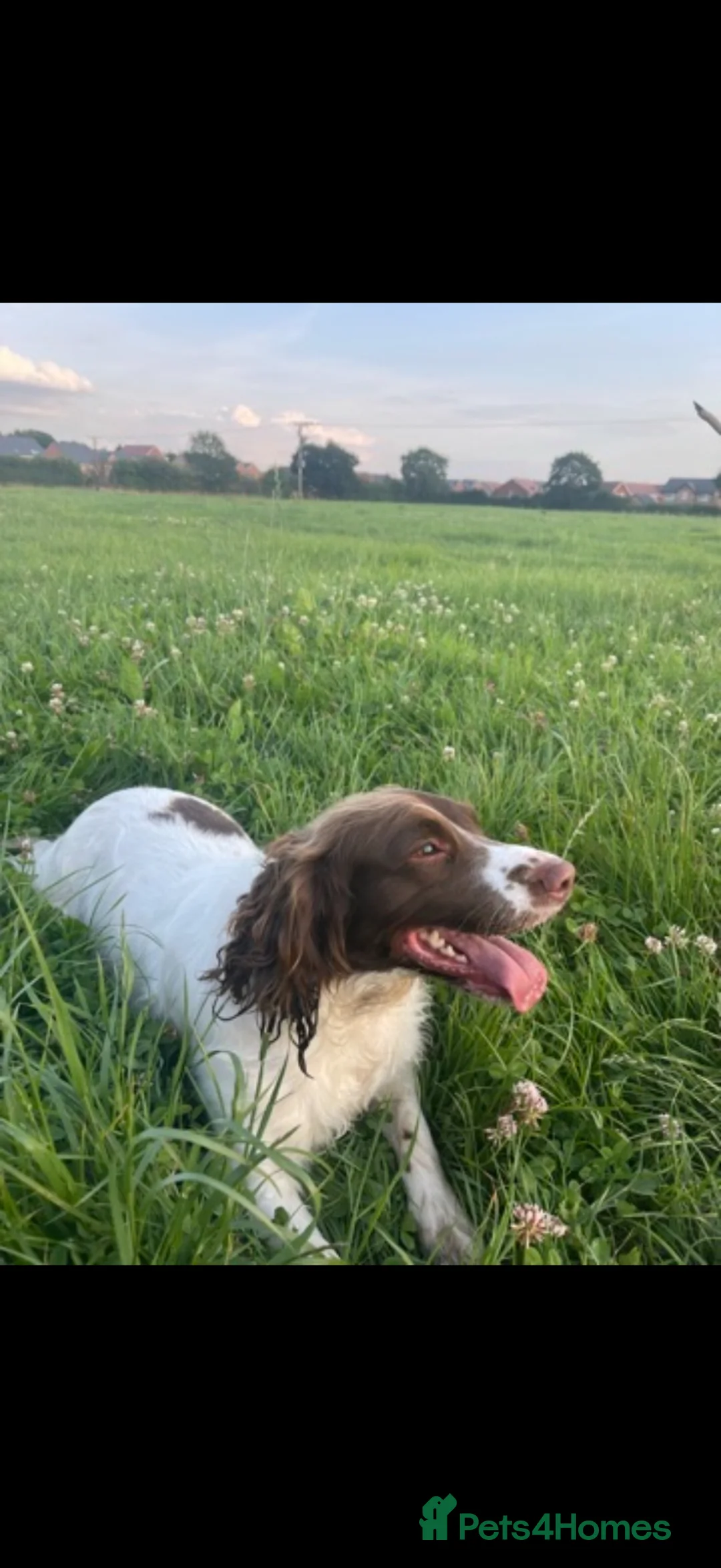 English Springer Spaniel dogs for sale: 8 years old! female spaniel in Stoke-on-Trent - Advert 5