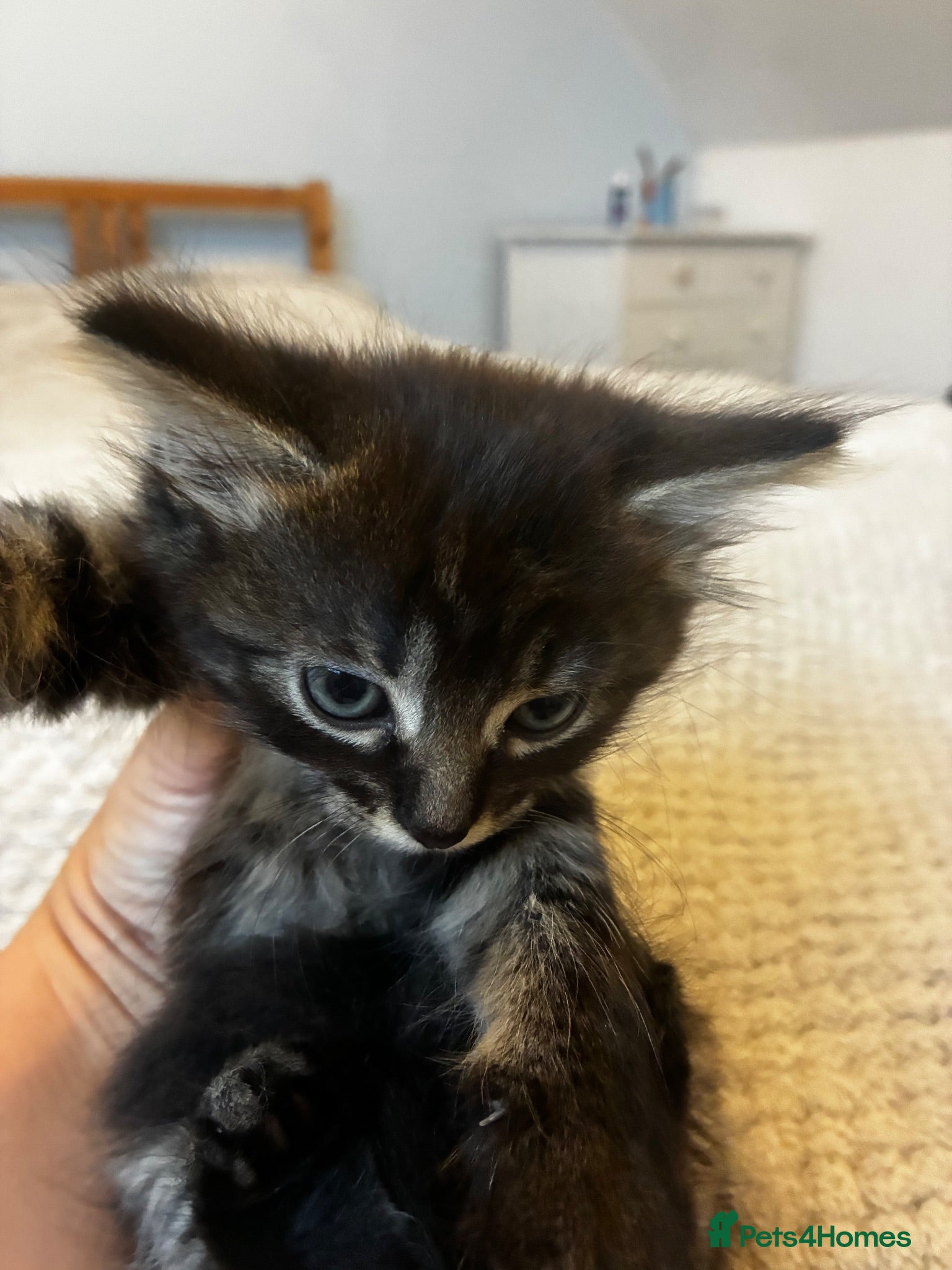 Mixed Breed cats Adorable playful kittens  - Advert 1