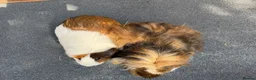 Guinea Pig rodents for sale: Guinea pigs looking for New Homes  - Advert 5