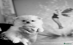 Pomchi dogs for sale: Tiny Pomchi - Image 11