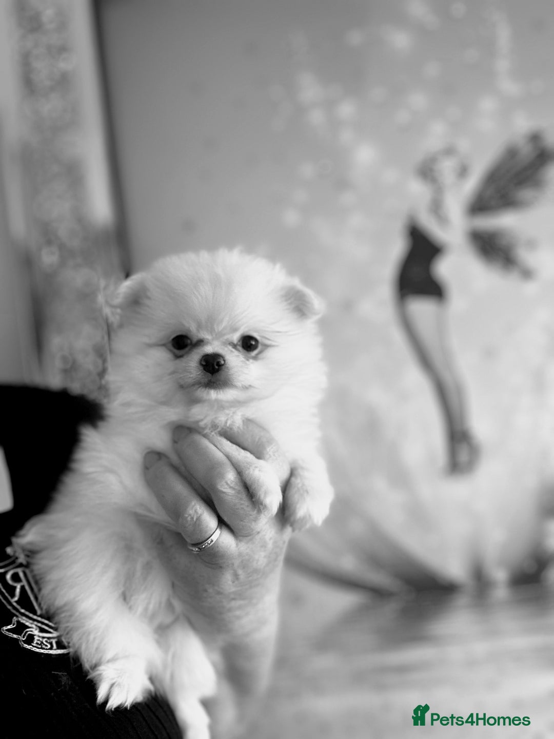 Pomchi dogs for sale: Tiny Pomchi - Image 11