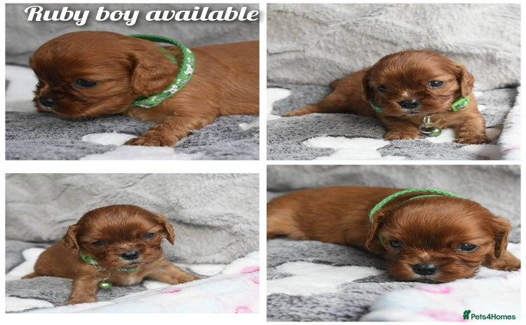 Cavalier King Charles Spaniel dogs - Advert 11