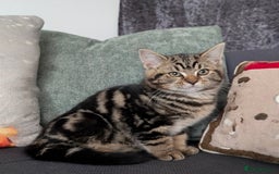 Ragdoll cats for sale: Ragdoll x BSH/MaineCoon kittens  - Advert 5