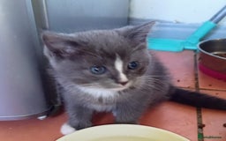 Ragdoll cats for sale: Ragdoll kittens  - Image 7
