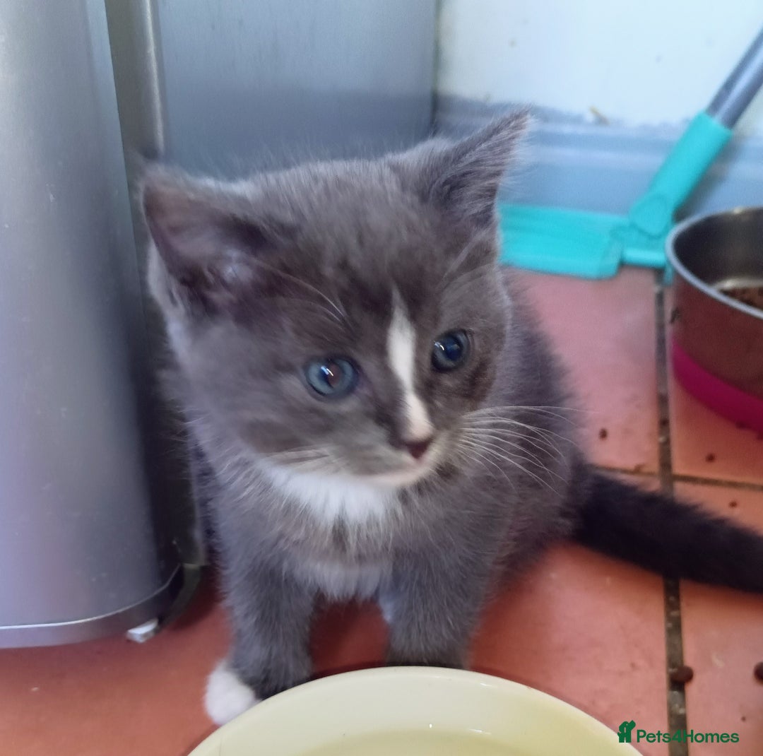 Ragdoll cats for sale: Ragdoll kittens  - Image 7