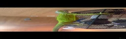 Iguana reptiles for sale: Baby lime green hypo iguana  - Advert 4