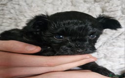Mixed Breed dogs for sale: Papipoo puppies. DNA health tested parents  - Image 4