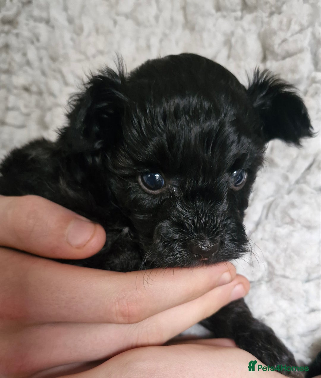 Mixed Breed dogs for sale: Papipoo puppies. DNA health tested parents  - Image 4