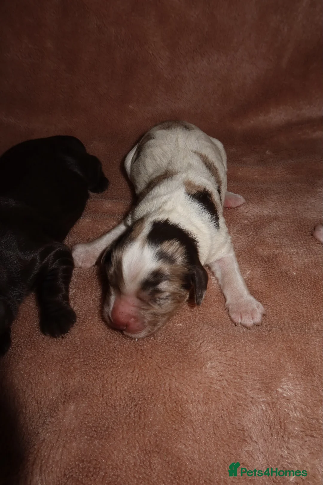 Cocker Spaniel dogs for sale: Adorable cocker spaniel puppies  - Advert 14