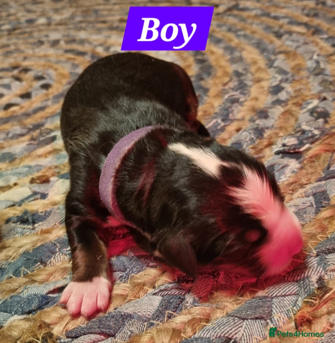 Bernese Mountain Dog dogs for sale: Bernese mountain dog for sale - Advert 3