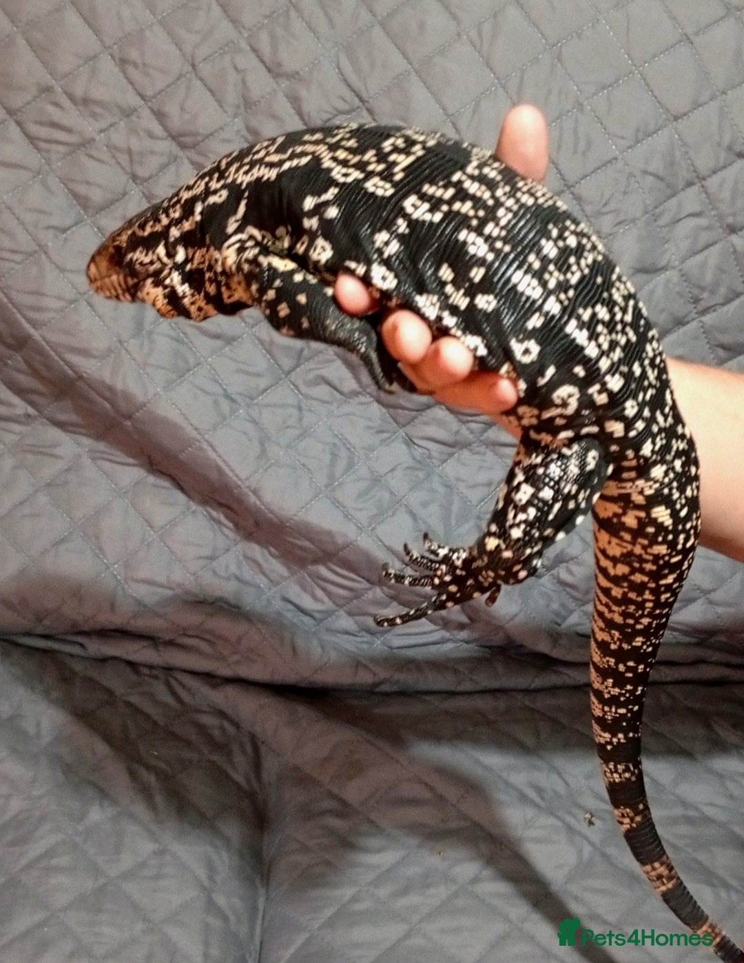 Lizard reptiles for sale: Black and white Argentine Tegu - Image 2