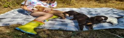 Cocker Spaniel dogs for sale: Cocker Spaniel Puppies  - Advert 5